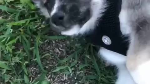 Funniest DOG Videos Ever!!
