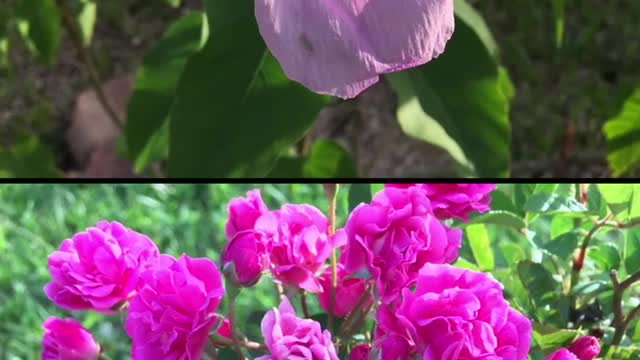 Flowers in the field.