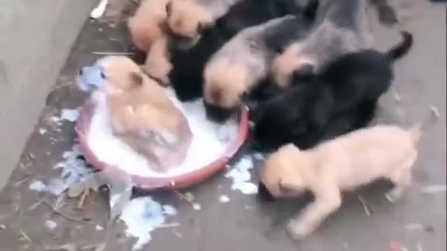 💗Cute & Playful Puppies | Cute Baby Dogs | Funny Baby Dogs | Look at them Soo Lovely 💗