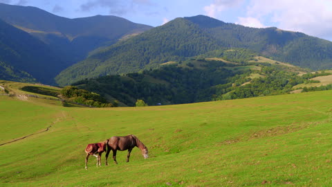horse in the mountains