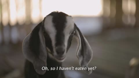 Goat Family Story