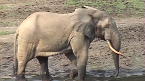 Forest Elephant Rumbling