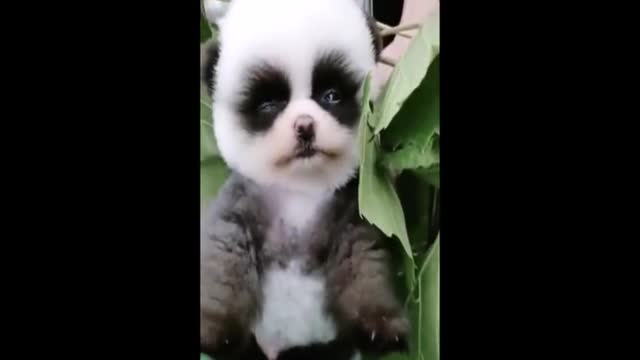 Cutest baby animals Videos Compilation