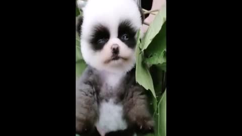 Cutest baby animals Videos Compilation