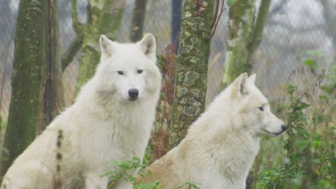 Wolves Arctic Wolves Arctic White Fur Predator