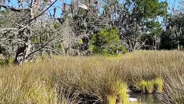 Roseate SpoonbillJekyll Island