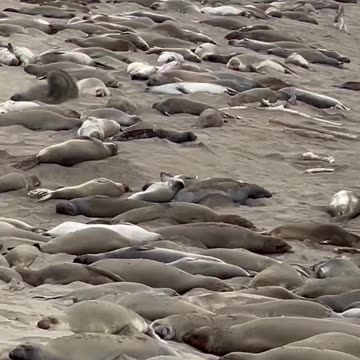 San Simeon elephant seals
