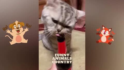 Funny Animal Video