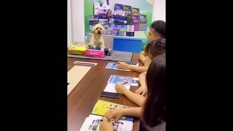 Funny animal
