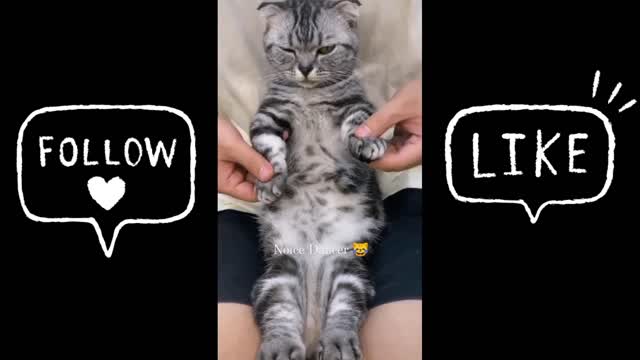 Funniest Animals Video - Funny Dogs And Cats - Try Not To Laugh Animals 2022