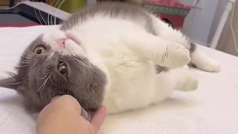 Funny meow baby cute compilation [cat-cash home]