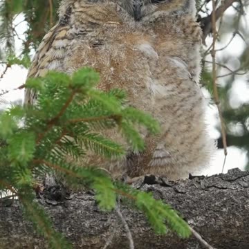 a close-up view of an owl's face