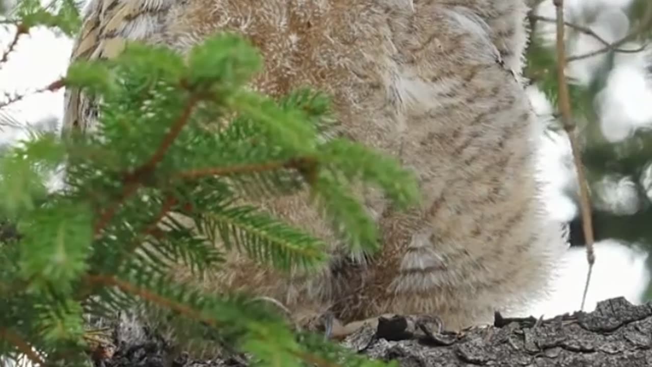 a close-up view of an owl's face