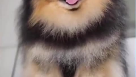 Videos funniest animals Top