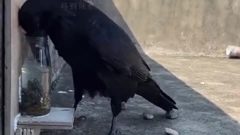 Causal understanding of water displacement by a crow