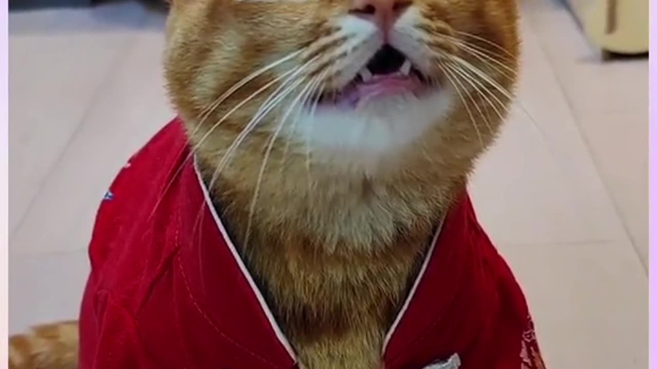 Singing cat | part 9 must watch