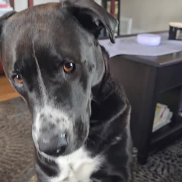 Max Waiting To Go For A Walk