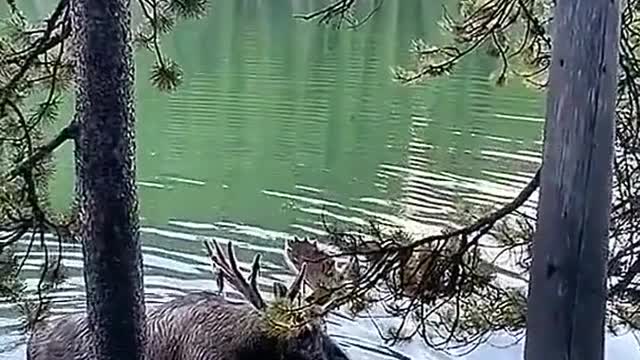 I will remember this moose for the rest of my life