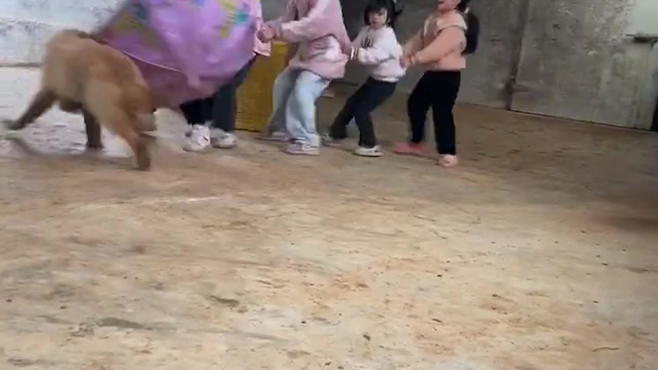 Dog attack children