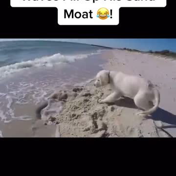 FUNNY PUPPY ISN'T HAPPY FROM THE WAVE.mp4