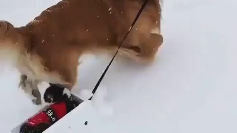 Just two friends playing in the snow