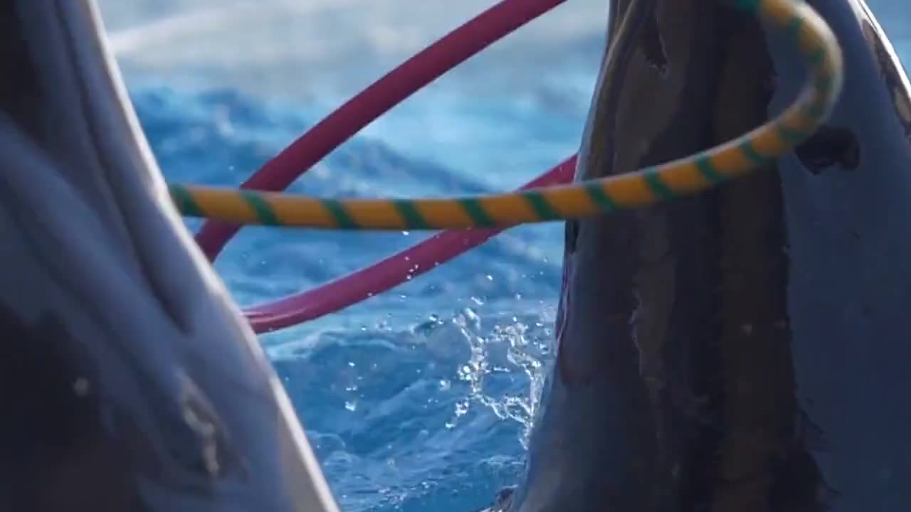 Deep Dive into Dolphin Wonders:Fascinating Facts You Didn't Know