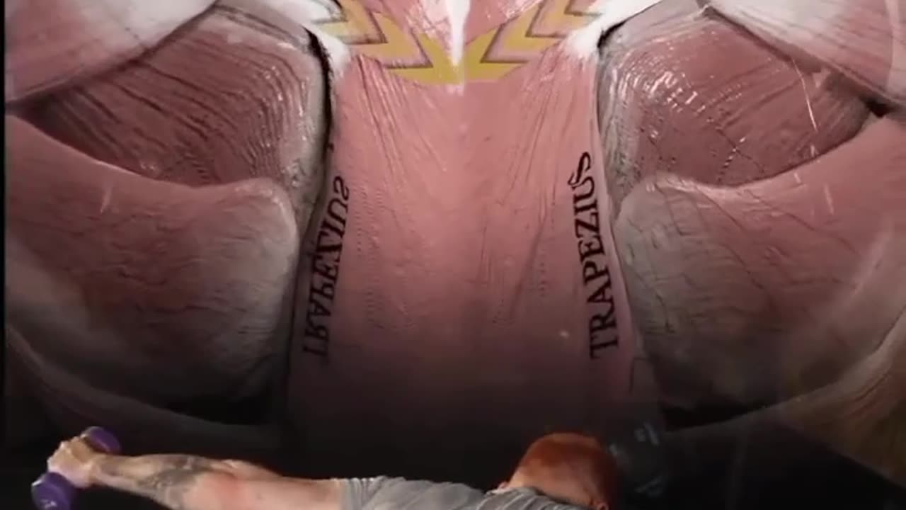 Upper back exercises (trapezius and rhomboids targeted)