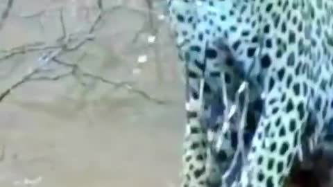 Leopard