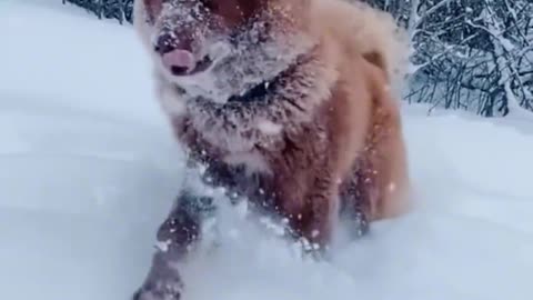 Big boy gallops the snow mountain