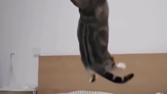 Funny/ cut cat catches ball