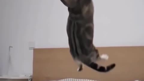 Funny/ cut cat catches ball