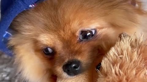 Cutness overloded 🐕♥️