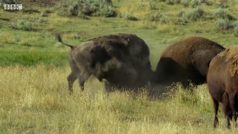 Bison Fight for Mating Rights