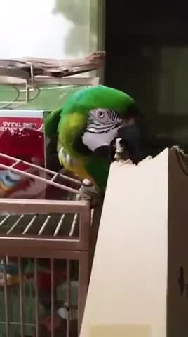 Sam the macaw shreds a box
