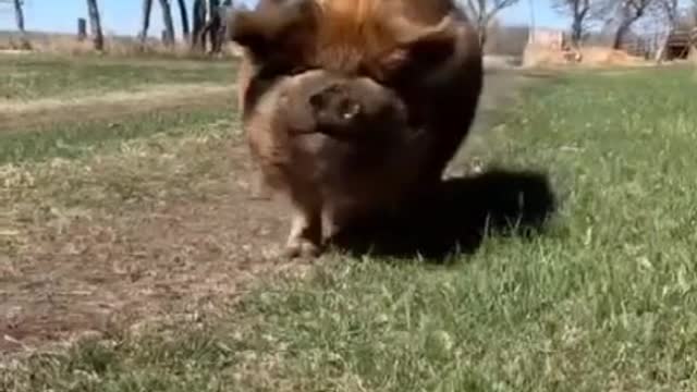 Pig series