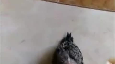 How to train a parakeet by calling its name