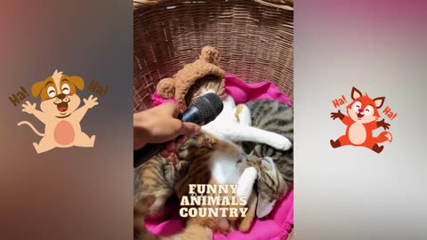 Funny animal - part 2