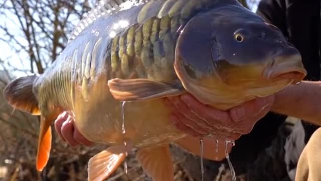 Chris Catching a Scaly Mirror 🤩