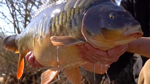 Chris Catching a Scaly Mirror 🤩