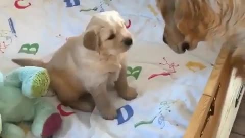 Funny animal videos|Cute animal videos |Funny dog&cat videos|Hilarious pet videos|Funny video