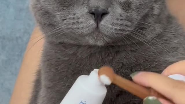 Give the cat, brush your teeth