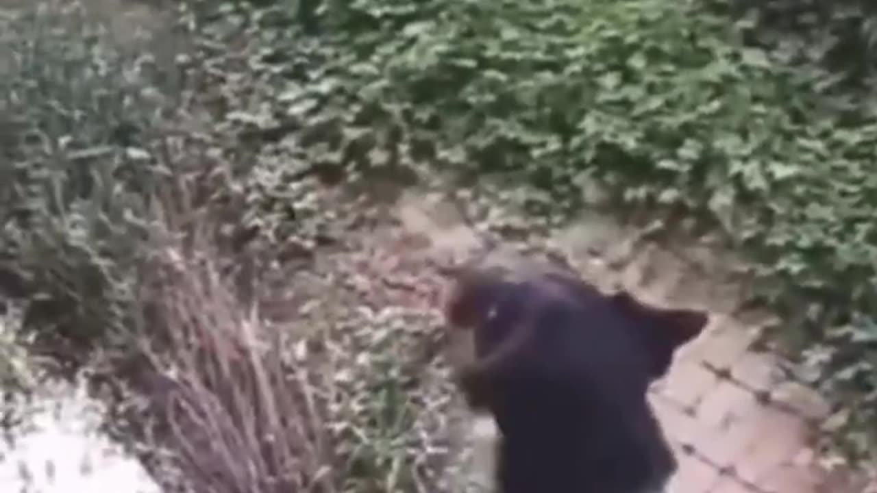 Funny dog and cat video🐈🐕😘#shorts #funny #youtubeshorts #viralvideo #shortsvi
