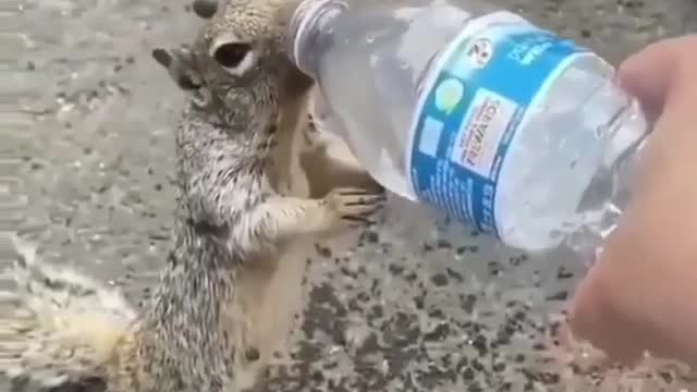 Cute squirrel need water thirsty animal