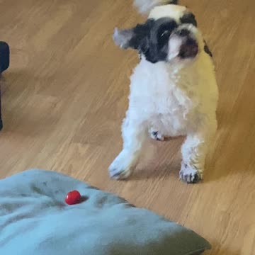 Dog Tries Cherry Tomato For The First Time