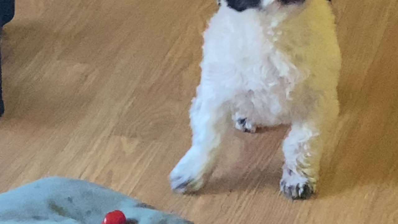 Dog Tries Cherry Tomato For The First Time