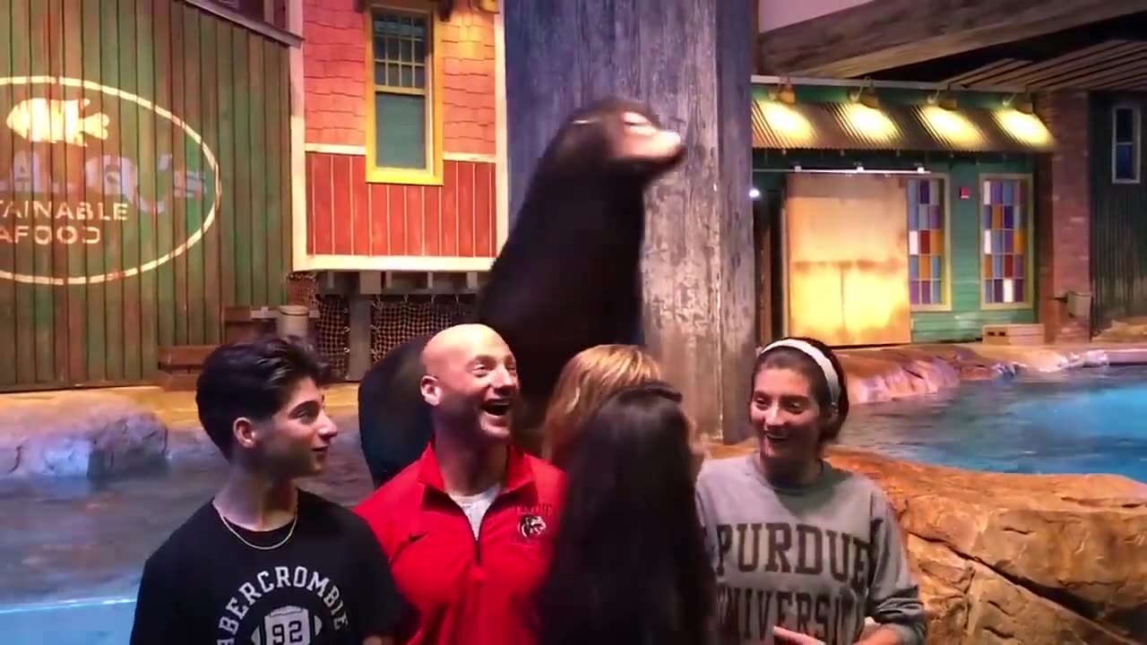 Try Not To Laugh Challenge Funny Kids and Animals at the Zoo