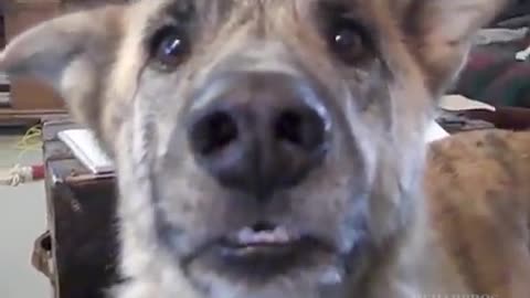 ANIMAL TALKING FUNNY VIDEO | Ultimate Dog Tease