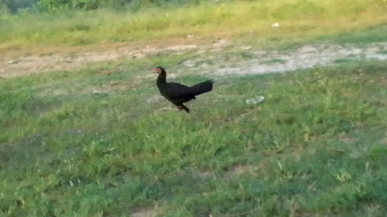 Beauty of village❤/beauty of animals birds