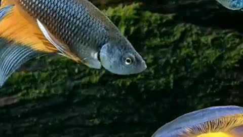 Beautiful Colorful Dancing Fish #shorts #viral #shortsvideo #video