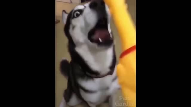 try not to laugh at these pet videos